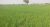 Agricultural-Land-for-sale-in-Pakistan