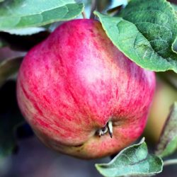 apple_branch_fruit_ripe_108947_3840x2160