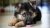 How To identify German-shepherd-puppies