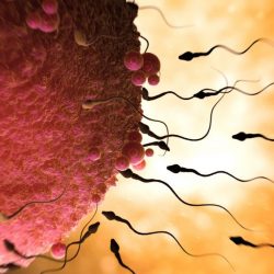 ivf