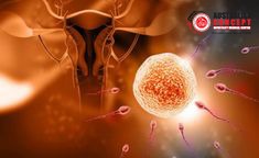 ivf 6