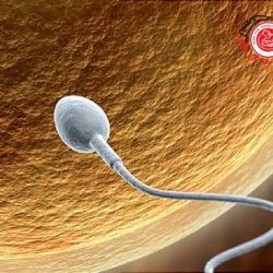 ivf8