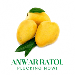 Anwar Ratol by Licious Mangoes